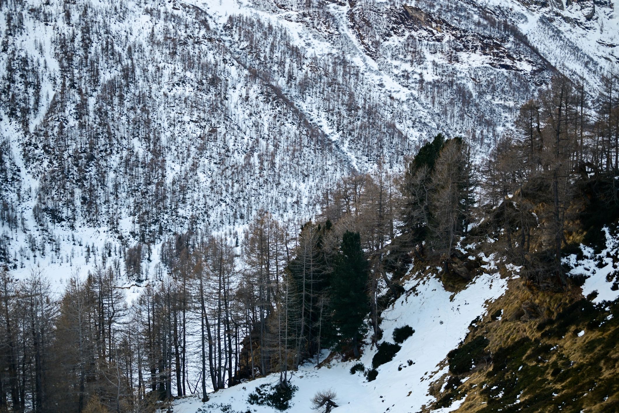Snowy alpine slope with evergreen forest