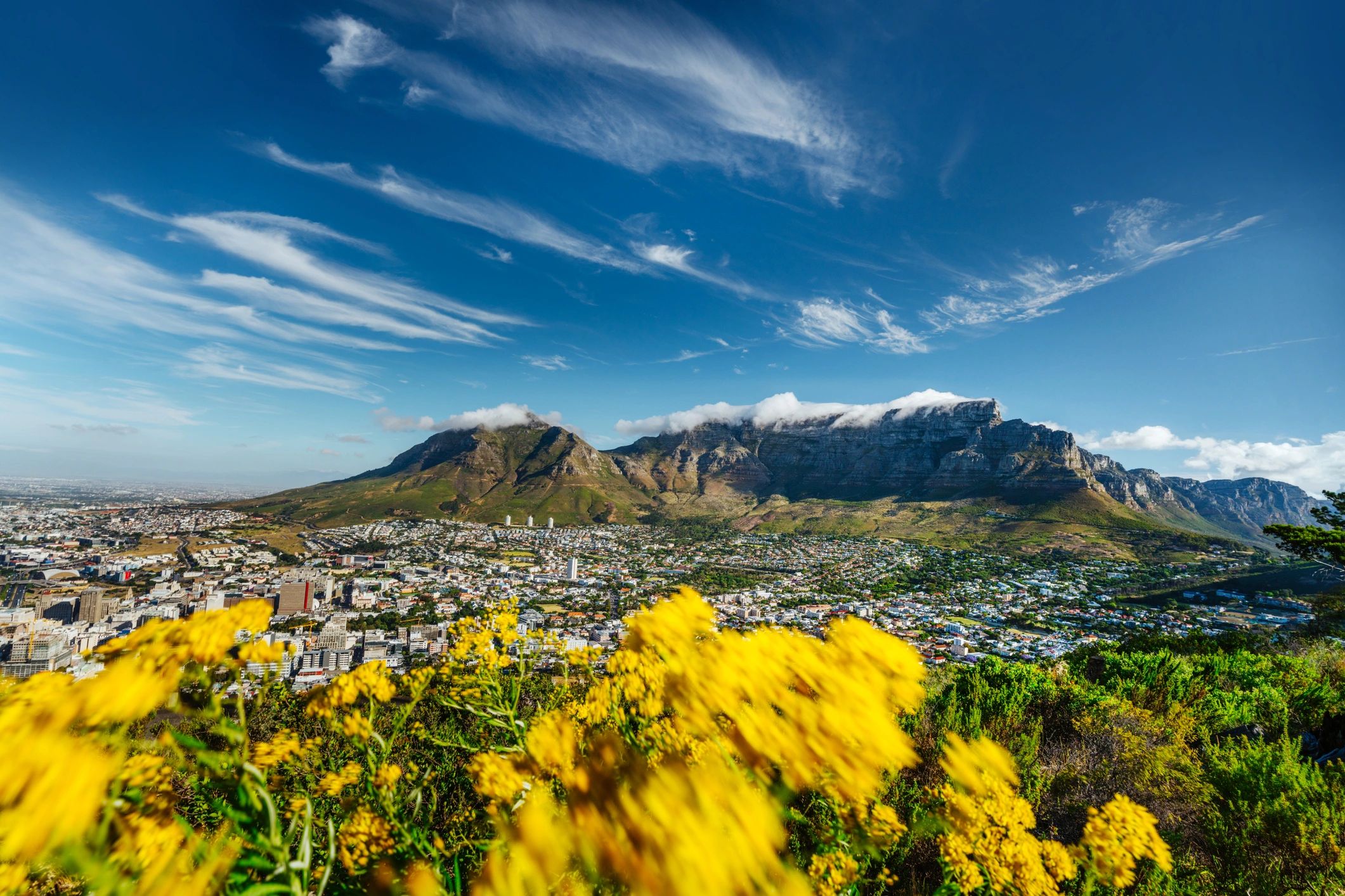 Cape Town Table Mountain Overlook With Yellow Flowers