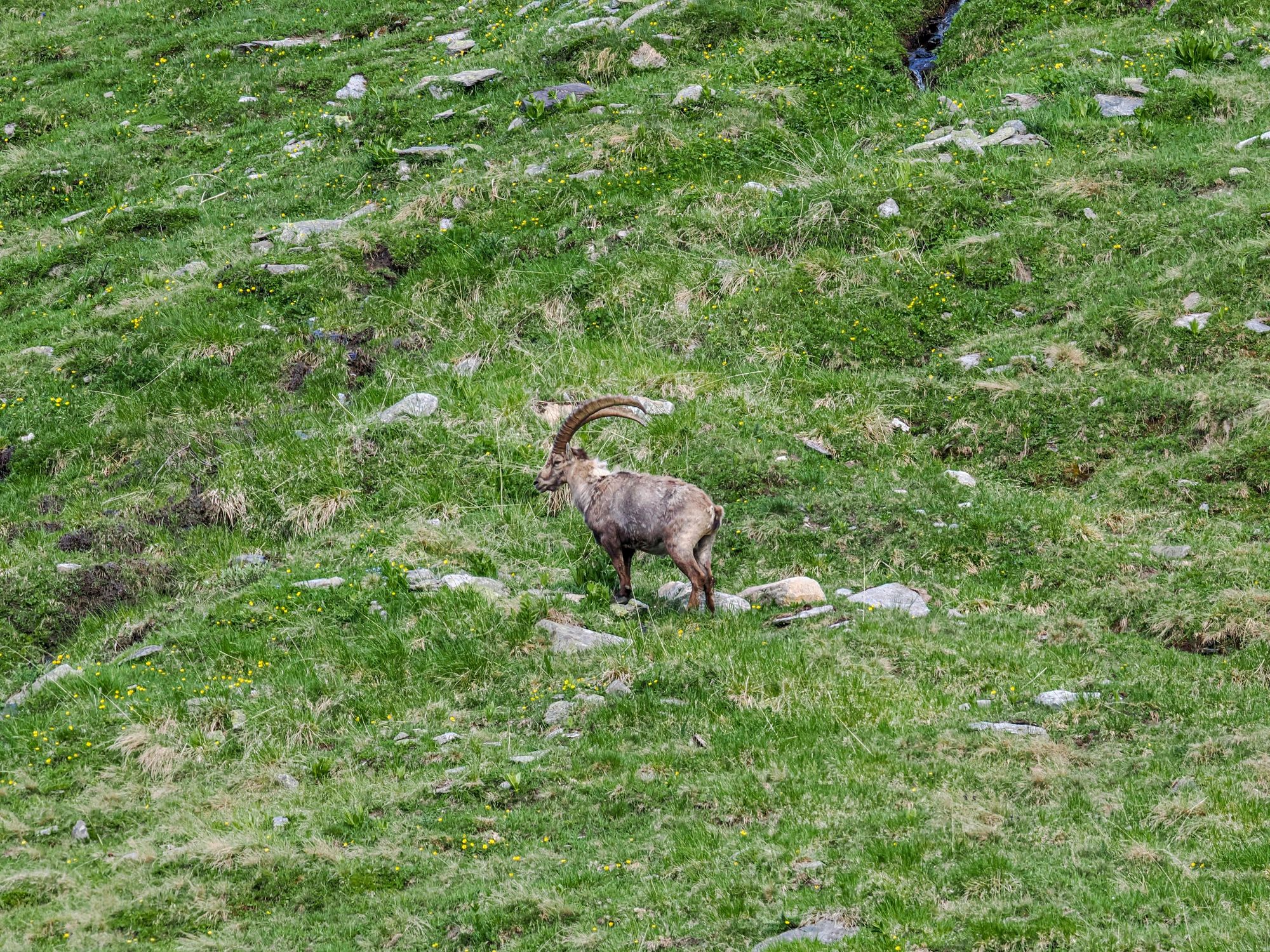 Alpine ibex on a green mountain slope
